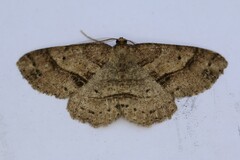 Melanolophia signataria