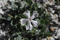 Silene chlorifolia