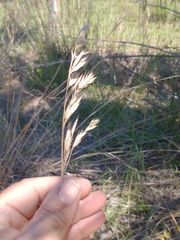 Bromus auleticus