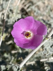 Sphaeralcea ambigua rosacea