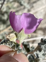 Sphaeralcea ambigua rosacea