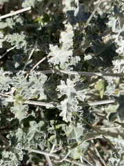 Sphaeralcea ambigua rosacea