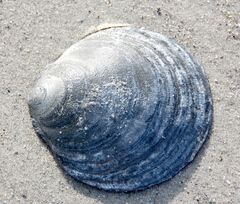 Placopecten magellanicus