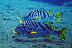 Plectorhinchus lineatus