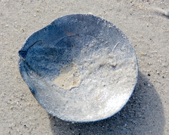 Placopecten magellanicus