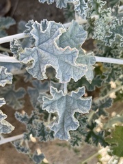 Sphaeralcea ambigua rosacea