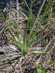 Bromus auleticus