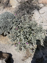 Sphaeralcea ambigua rosacea