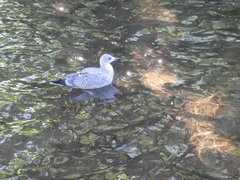Larus argentatus