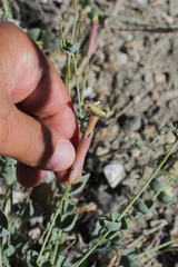 Silene chlorifolia