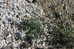 Silene chlorifolia