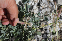 Silene chlorifolia