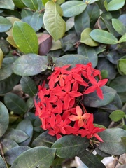 Ixora
