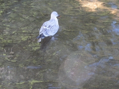 Larus argentatus
