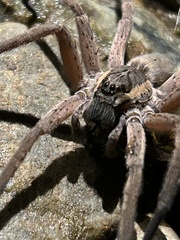 Dolomedes minor
