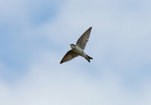 Tumbes Swallow