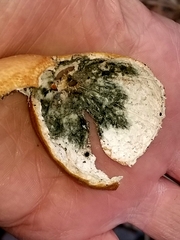 Penicillium chrysogenum