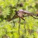 Giant Gray Robber Fly - Photo (c) Greg Lasley, some rights reserved (CC BY-NC), uploaded by Greg Lasley