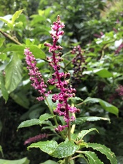Phytolacca thyrsiflora