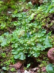 Anthoceros