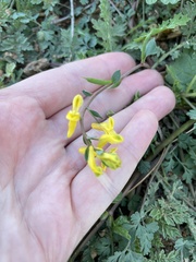 Corydalis aurea