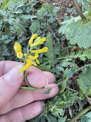 Corydalis aurea