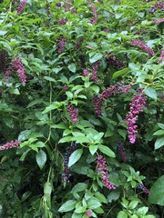 Phytolacca thyrsiflora