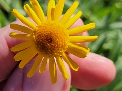 Tetraneuris linearifolia