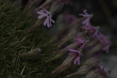 Silene caryophylloides