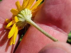 Tetraneuris linearifolia
