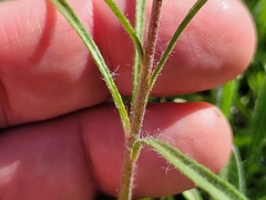 Tetraneuris linearifolia