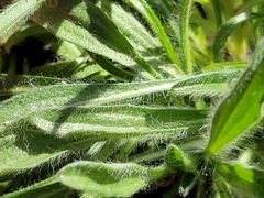 Tetraneuris linearifolia