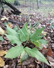 Cardamine glanduligera