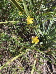 Crocanthemum scoparium