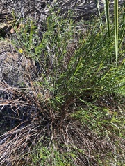 Crocanthemum scoparium