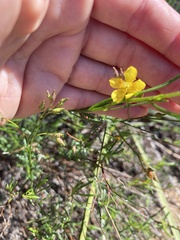 Crocanthemum scoparium