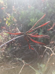 Acmispon grandiflorus