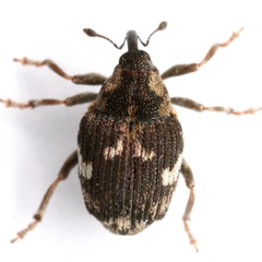 Allosirocalus