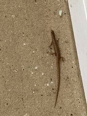 Saproscincus spectabilis