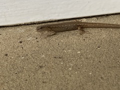 Saproscincus spectabilis