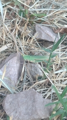 Allotruxalis gracilis