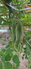 Phaseolus lunatus