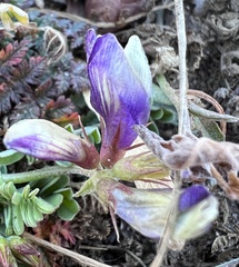 Astragalus lindheimeri