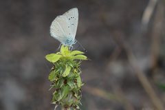 Sideritis montana montana
