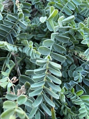 Astragalus lindheimeri