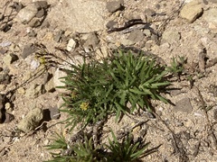Plantago coronopus