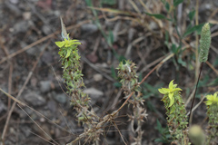 Sideritis montana montana