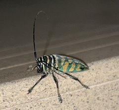 Sternotomis itzingeri