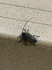 Sternotomis itzingeri