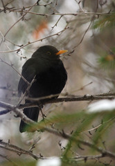 Turdus merula